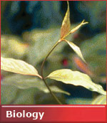 Biology Videos Online